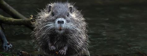 beaver lodge corvallis|Living with Beavers .